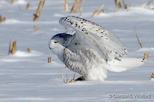 Snowy Owl_52552.jpg - Snowy Owl (Bubo scandiacus) photographed east of Ottawa, Ontario - the capital of Canada.